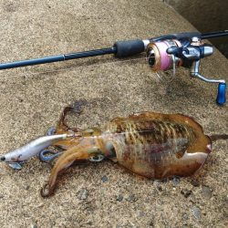 越前エギング 波が…風が…